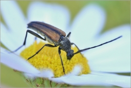 <p>TESAŘÍK ČERNOŠPIČKÝ (Stenurella melanura) ---- /Kleiner Schmalbock/</p>